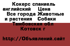 Кокерс спаниель английский  › Цена ­ 4 500 - Все города Животные и растения » Собаки   . Тамбовская обл.,Котовск г.